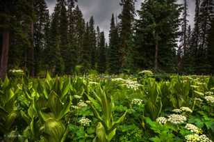 Coal Bank Pass wildflowers-2487 Coal Bank Pass wildflowers-2487